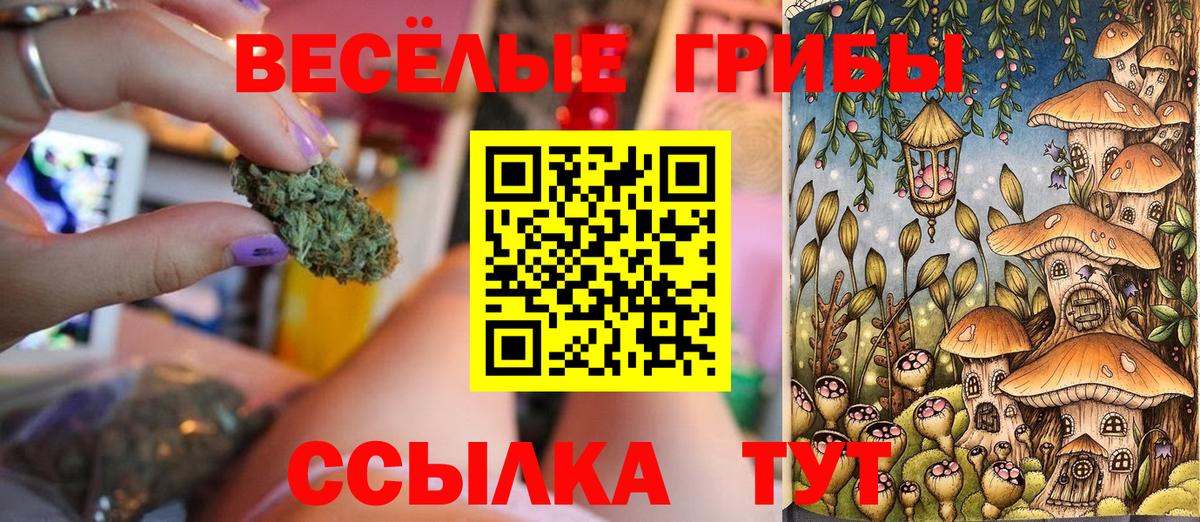 Псилоцибиновые грибы Psilocybine cubensis Алейск